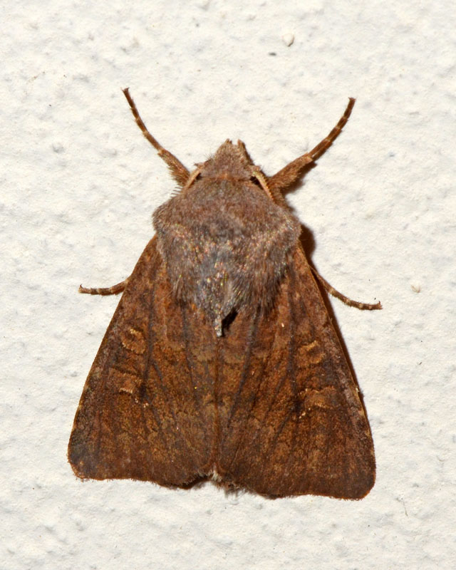 Noctuidae 1